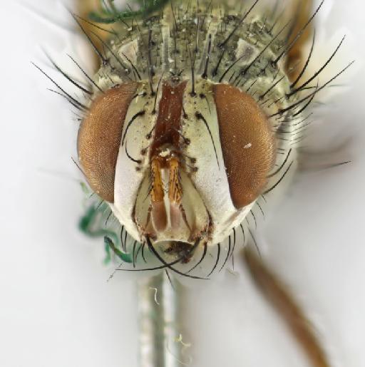 Icelia angulata (van der Wulp, 1890) - Icelia angulata HT frontal