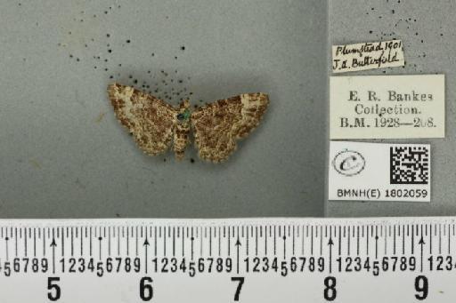 Pasiphila rectangulata ab. grisescens Lempke, 1951 - BMNHE_1802059_377996