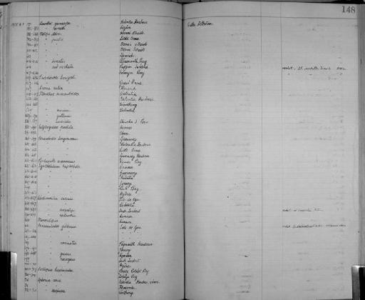 Stenothoe gallensis parvorder Amphilochidira Walker, 1904 - Zoology Accessions Register: Crustacea: 1905 - 1935: page 148