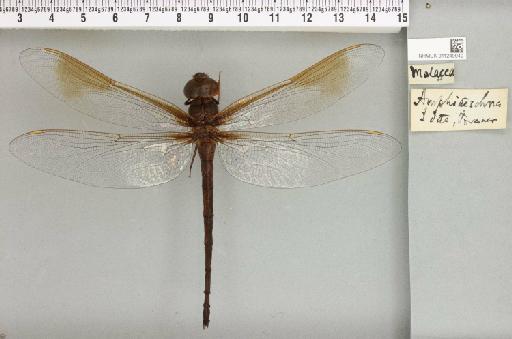 Heliaeschna idae (Brauer, 1865) - 011249940_803879_1254587_2