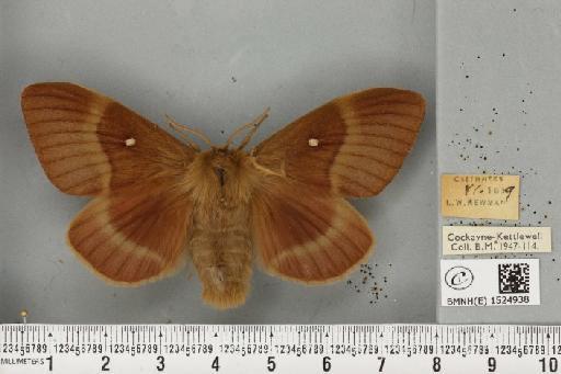 Lasiocampa quercus quercus ab. olivacea Tutt, 1902 - BMNHE_1524938_193806