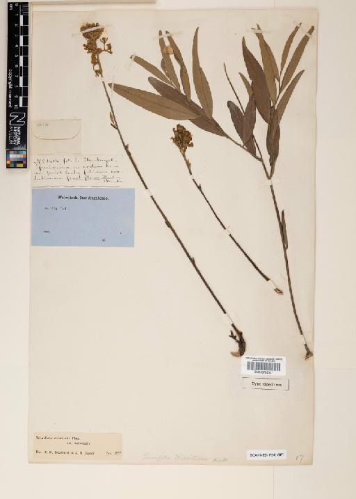 Triumfetta welwitschii var. welwitschii Mast - 000795101