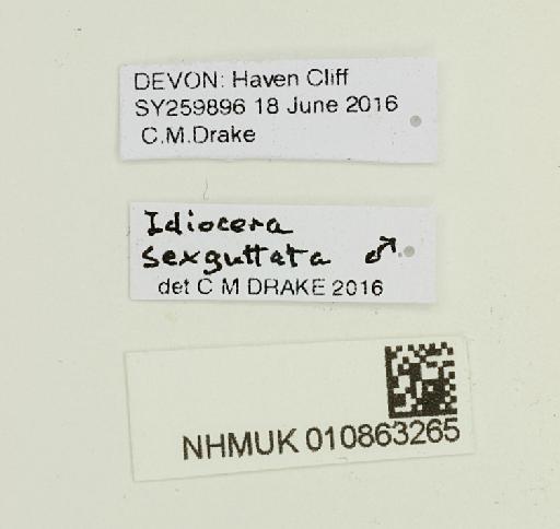 Idiocera (Idiocera) sexguttata (Dale, 1842) - 010863265-Idiocera_sexguttata-labels1