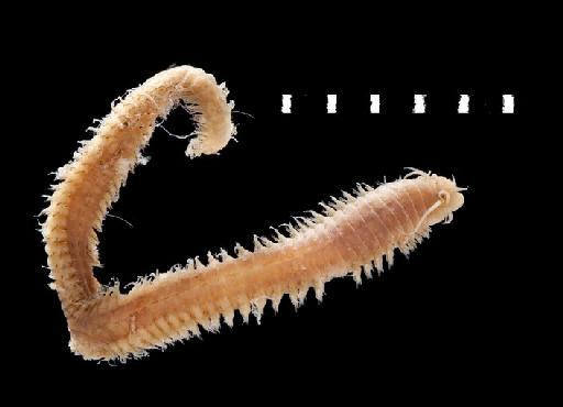 Nereis triangularis Hutchings and Turvey,  1982 - Polychaete type specimen; Nereidae; 1982.31 view 1