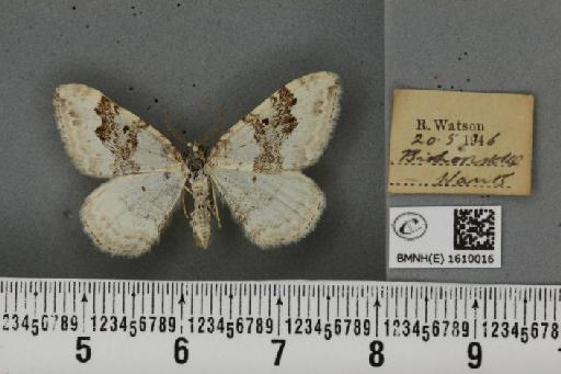 Xanthorhoe montanata montanata (Denis & Schiffermüller, 1775) - BMNHE_1610016_312541