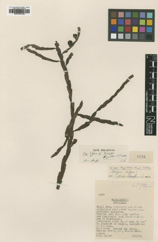 Exocarpos longifolius (L.) Endl. - BM000951307