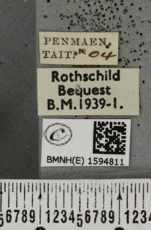 Idaea contiguaria britanniae (Müller, 1936) - BMNHE_1594811_label_266347