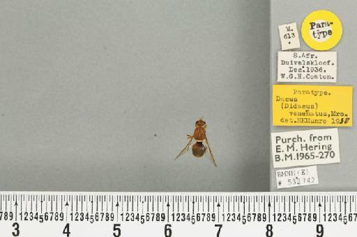 Dacus (Dacus) venetatus Munro, 1939 - BMNHE_532742_43557