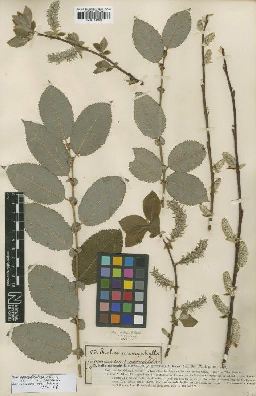 Salix appendiculata Vill. - BM001066859