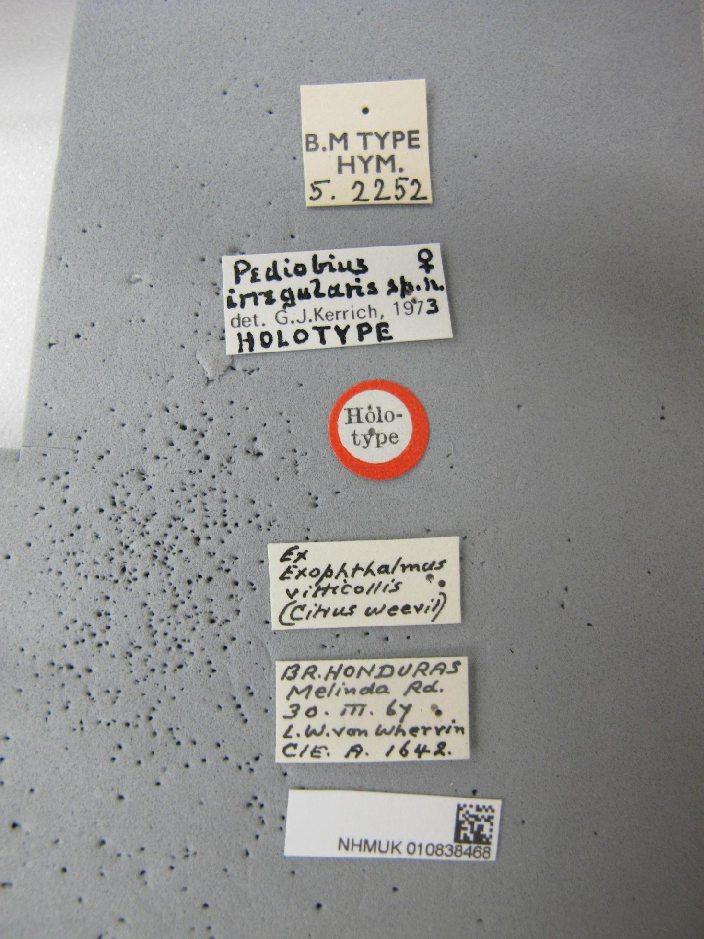 Pediobius irregularis