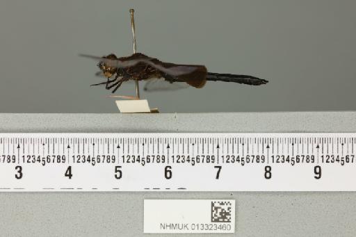 Rhyothemis alcestis Tillyard, 1906 - 013323460_lateral