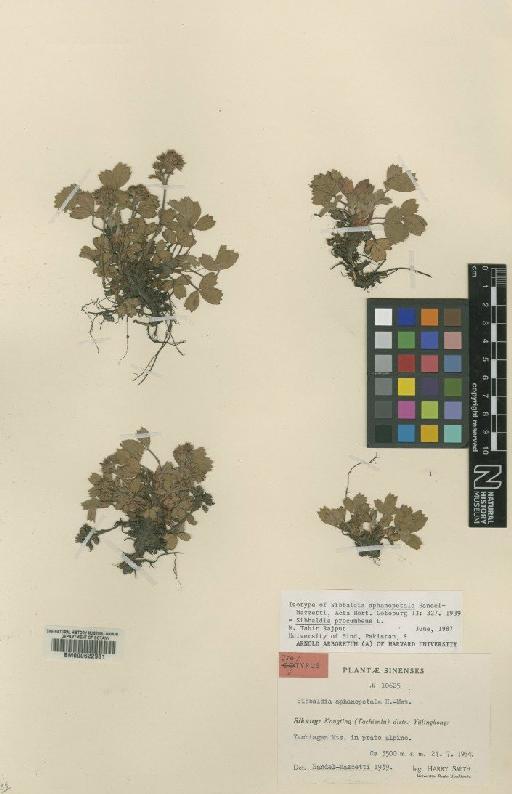 Sibbaldia procumbens L. - BM000622981