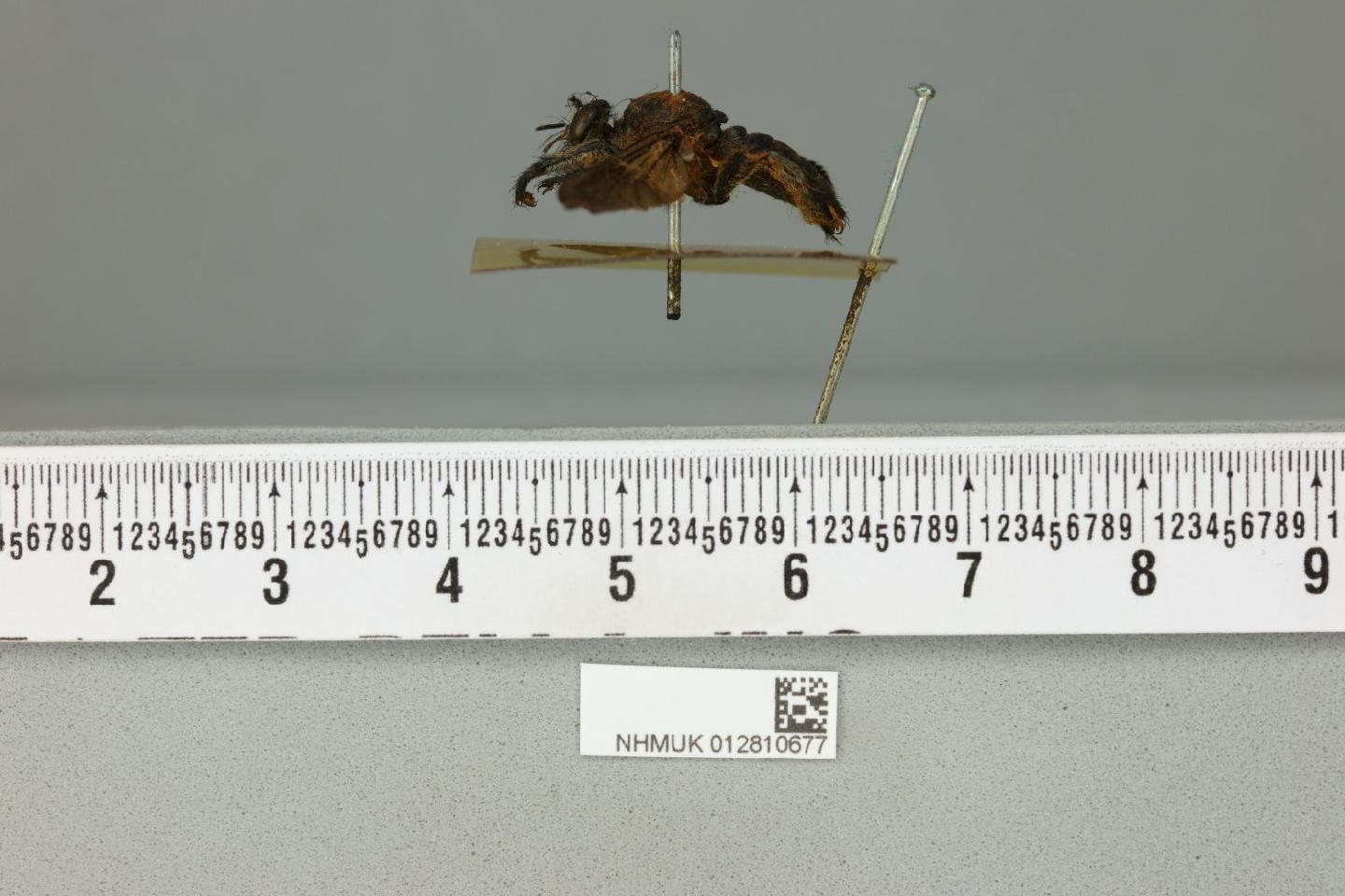 Laphria completa