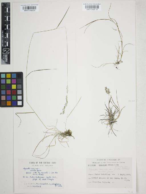 Agrostis vinealis Schreb. - 015148100
