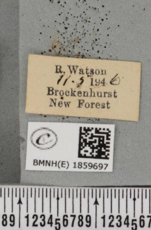 Pseudopanthera macularia (Linnaeus, 1758) - BMNHE_1859697_label_429993