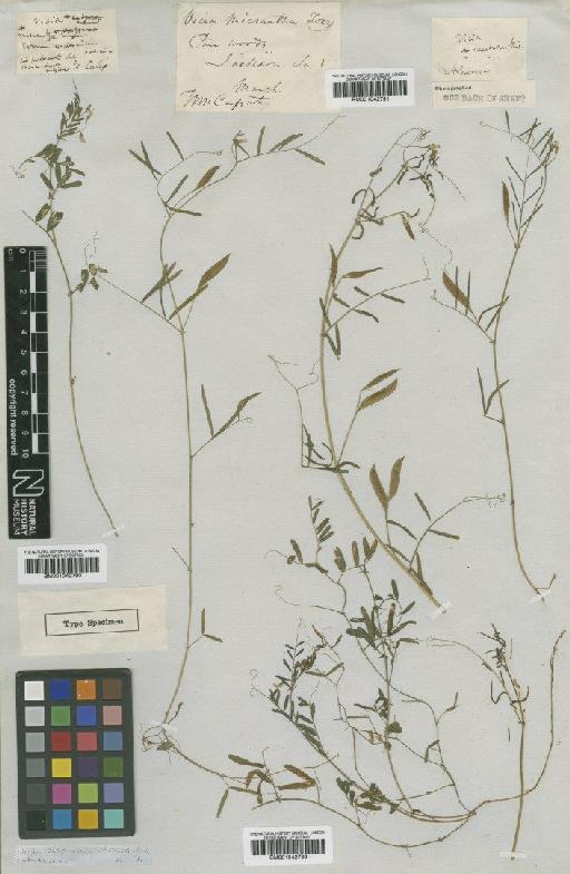 Vicia micrantha Nutt. ex Torr. & A.Gray - BM001042791