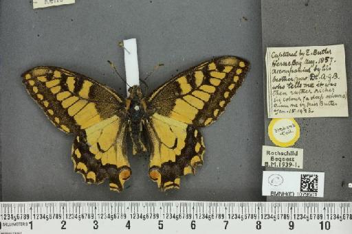 Papilio machaon gorganus Fruhstorfer, 1922 - BMNHE_1079601_65668