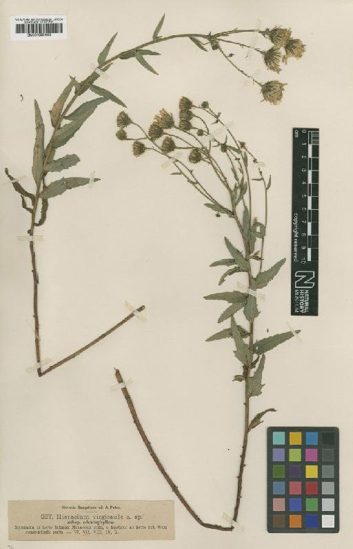 Hieracium virgicaule subsp. odontophyllum Nägeli & Peter - BM001050663