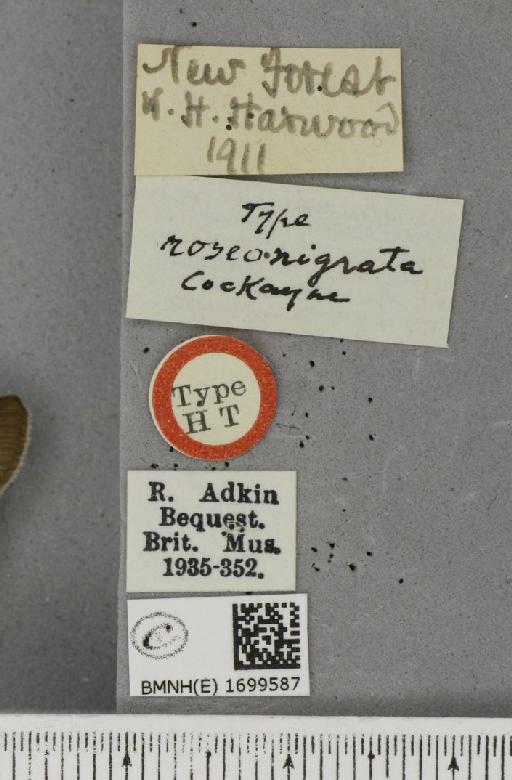 Cyclophora pendularia ab. roseonigrata Cockayne, 1950 - BMNHE_1699587_label_273085