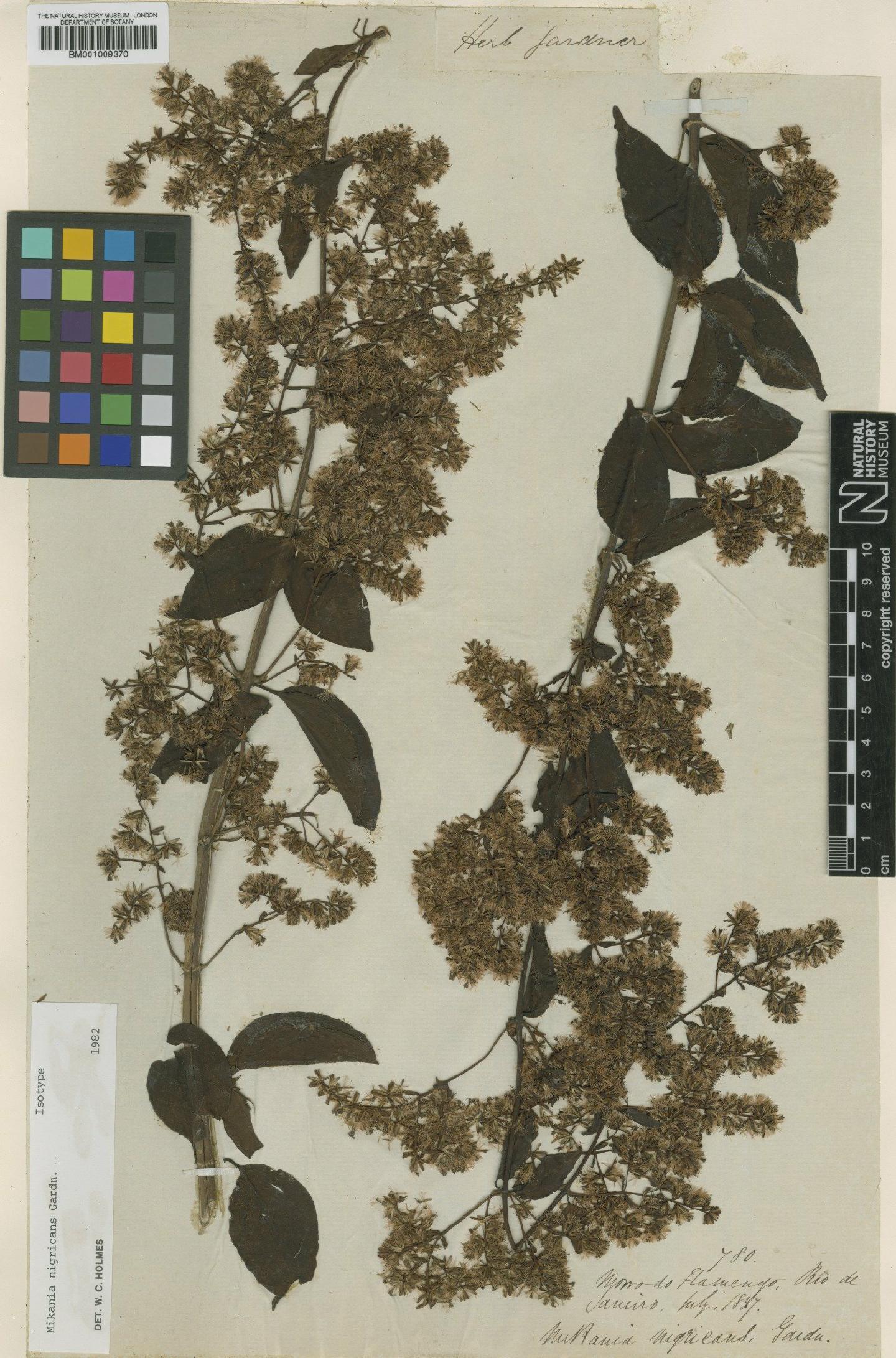 To NHMUK collection (Mikania nigricans Gardner; Isotype; NHMUK:ecatalogue:608330)