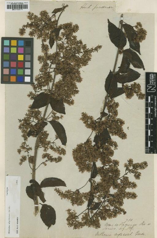 Mikania nigricans Gardner - BM001009370