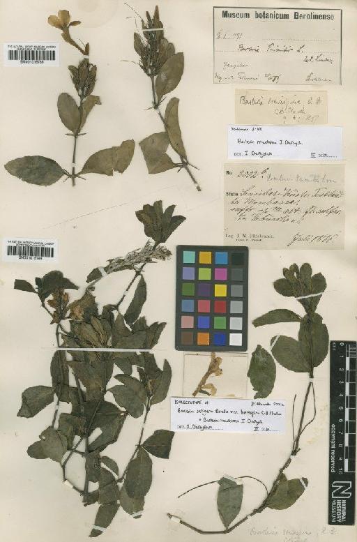 Barleria maritima I.Darbysh. - BM001015789