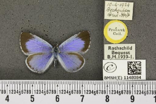 Celastrina argiolus britanna (Verity, 1919) - BMNHE_1148084_111122