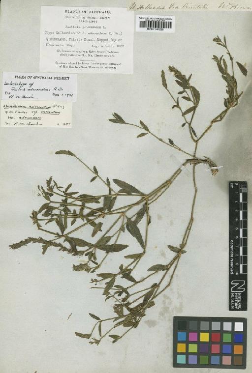 Justicia procumbens L. - BM001041229