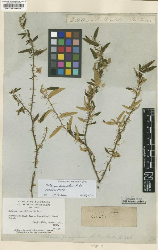 Solanum parvifolium R.Br. - BM000596890