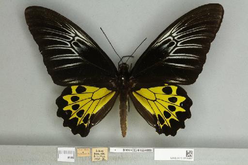 Troides helena heliconoides Moore, 1877 - 013606497__599288