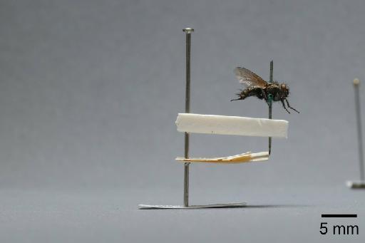 Sarcophaga (Myorhina) nigriventris Meigen, 1826 - 015091675_lateral
