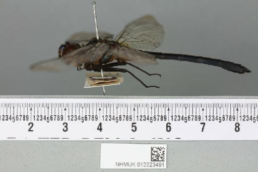 Zygonyx insignis Kirby, 1900 - 013323491_lateral