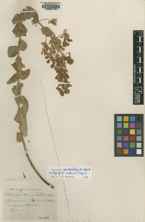 Hypericum spectabile Jaub. & Spach - BM000617064