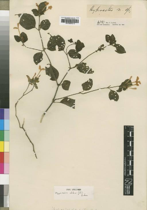 Hypoestes obtusifolia Baker - BM000931218