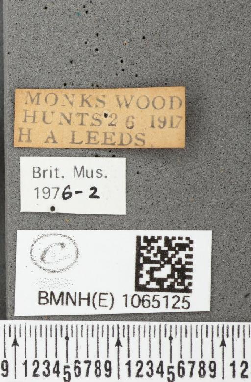 Coenonympha pamphilus (Linnaeus, 1758) - BMNHE_1065125_label_26404