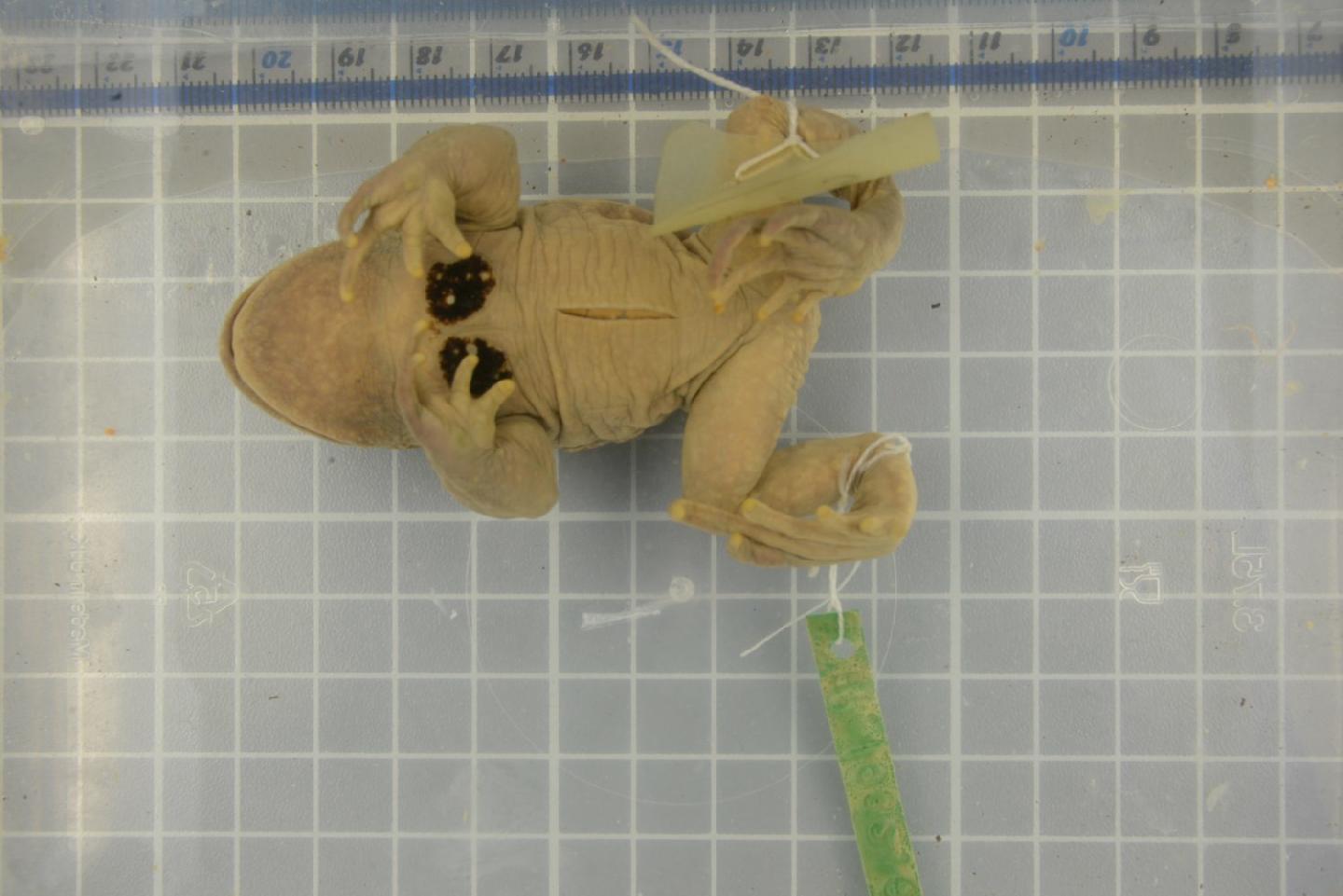 Scutiger adungensis thumbnail