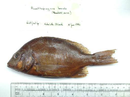 Acanthopagrus berda (Forsskål, 1775) - BMNH 1922.2.9.19, Acanthopagrus berda, a