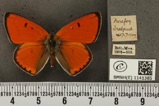 Lycaena dispar rutilus Werneburg, 1864 - BMNHE_1141385_91985