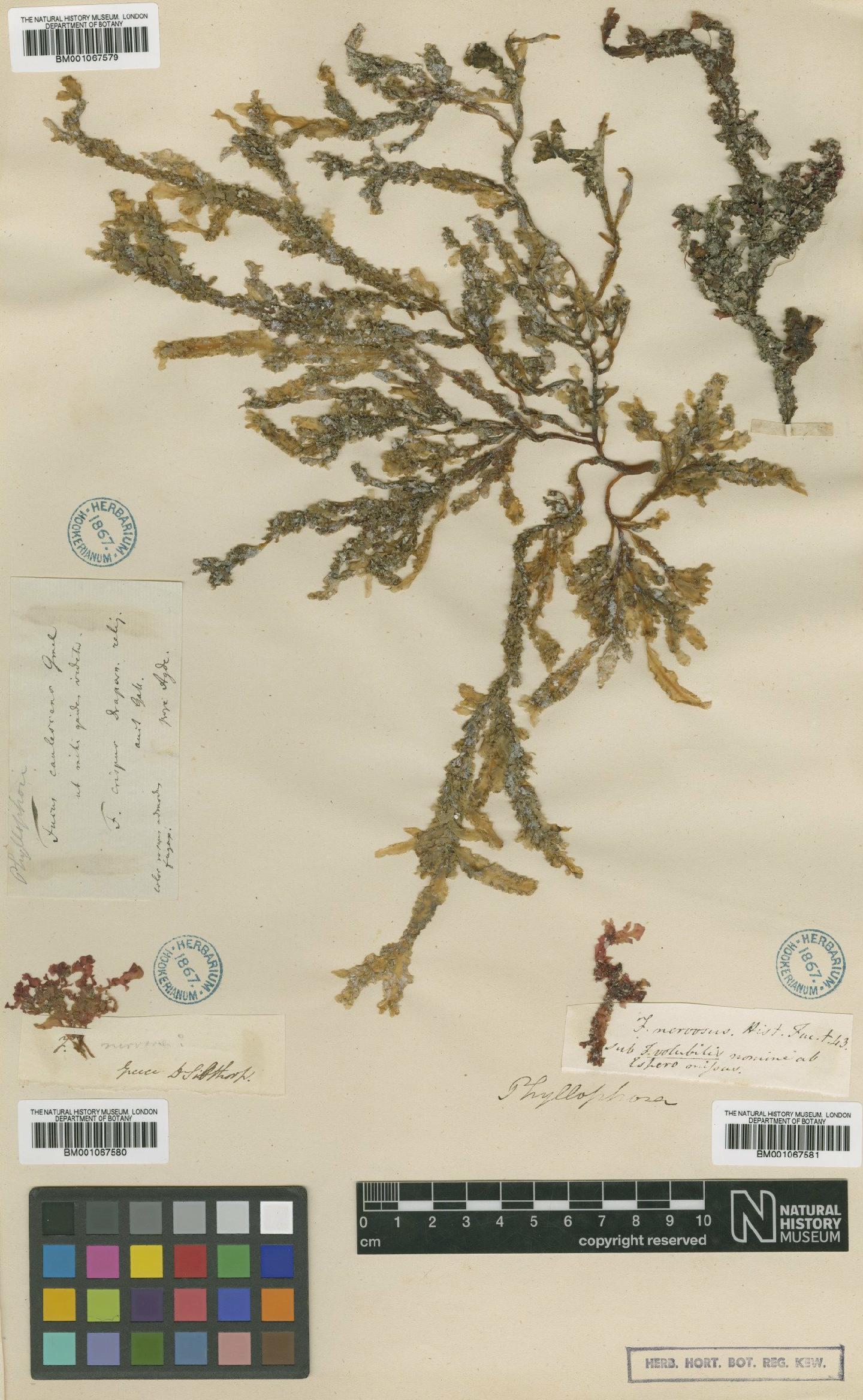 To NHMUK collection (Phyllophora nervosa (DC.) Grev.; TYPE; NHMUK:ecatalogue:2302054)