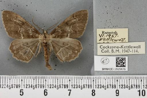 Alcis repandata repandata (Linnaeus, 1758) - BMNHE_1919476_476155