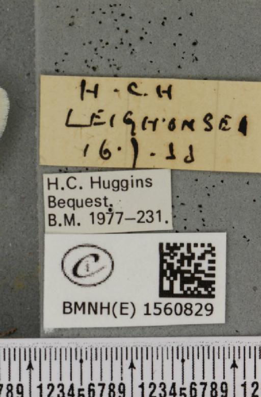 Euproctis chrysorrhoea (Linnaeus, 1758) - BMNHE_1560829_label_253485