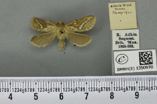 Korscheltellus lupulina (Linnaeus, 1758) - BMNHE_1350970_186364