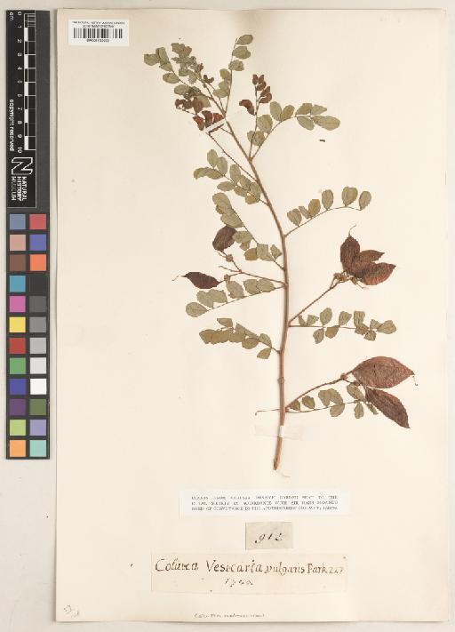 Colutea arborescens L. - BM001135933