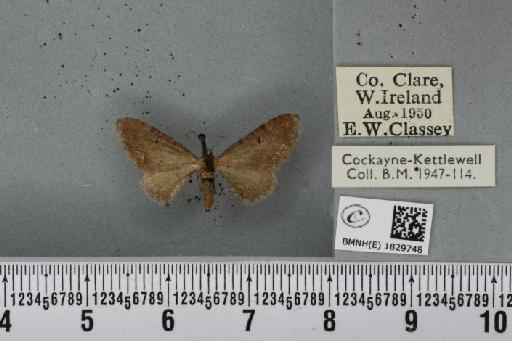 Eupithecia goossensiata ab. obscura Cockayne, 1951 - BMNHE_1829748_403537