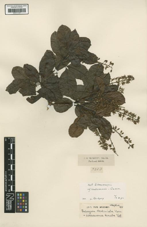 Lamanonia ternata Vell. - BM001172130
