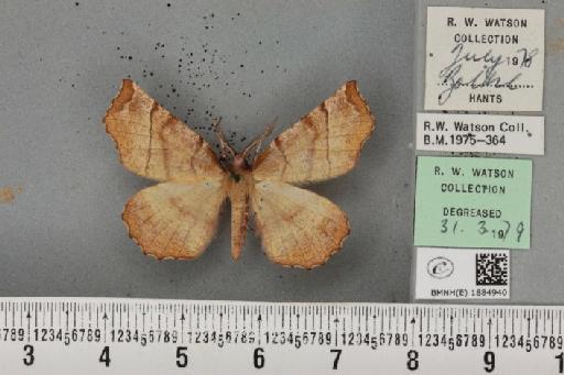 Selenia dentaria (Fabricius, 1775) - BMNHE_1884940_444795