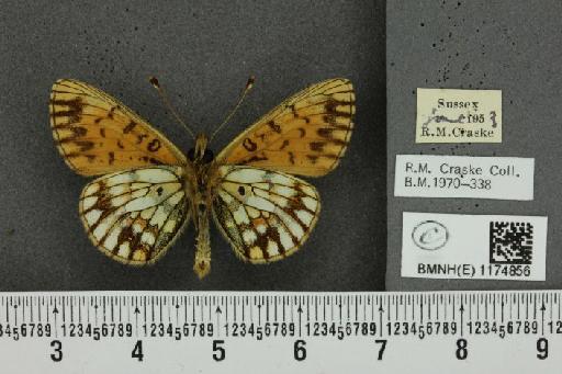 Boloria selene selene Denis & Schiffermüller, 1775 - BMNHE_1174856_30351