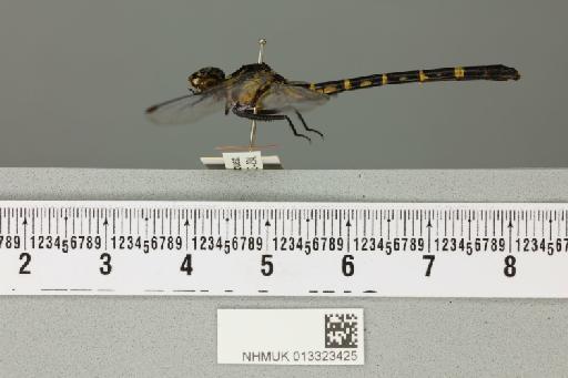 Microgomphus souteri Fraser, 1924 - 013323425_lateral