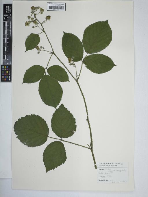 Rubus sanguineisepalus D.E.Allen - BM001185448