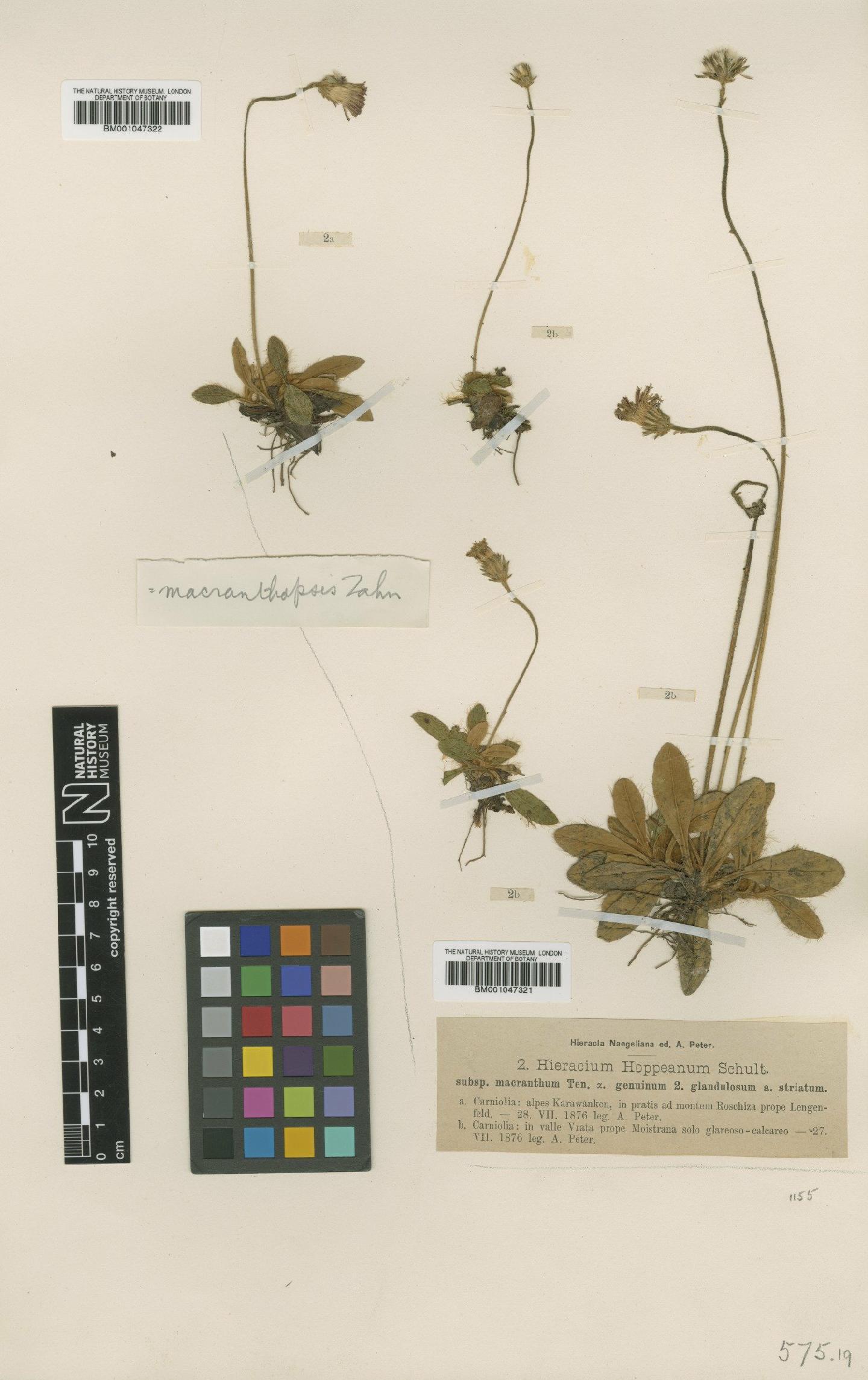 To NHMUK collection (Hieracium hoppeanum subsp. macranthopsis Zahn; NHMUK:ecatalogue:2761362)
